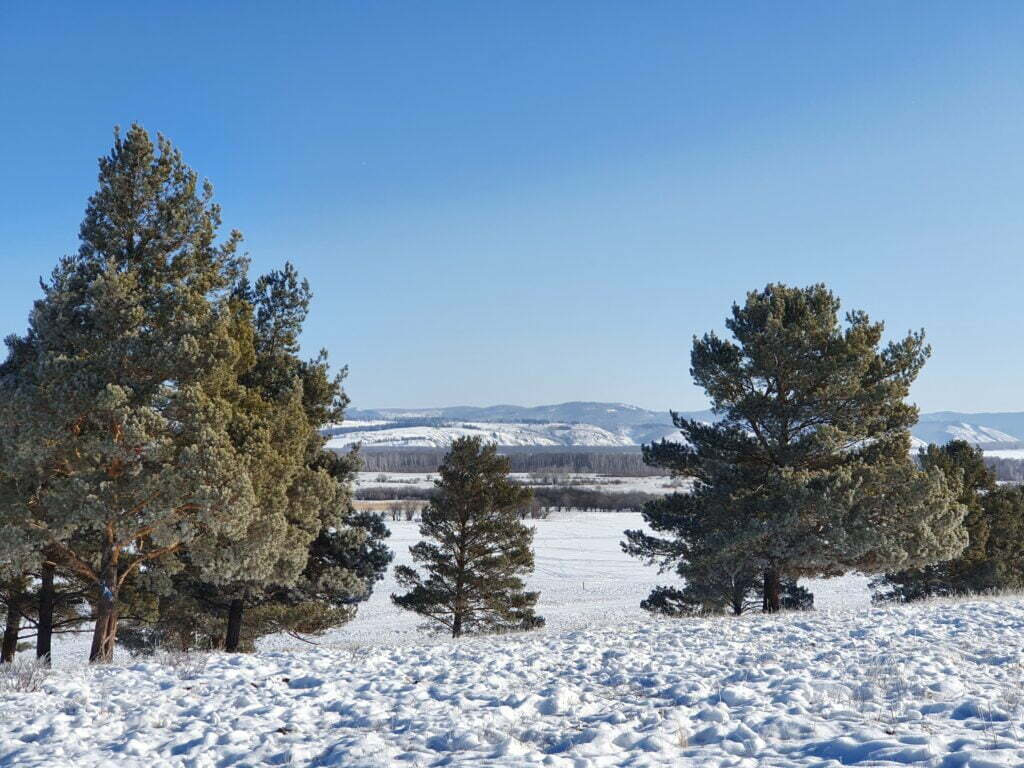 Winter Landscape