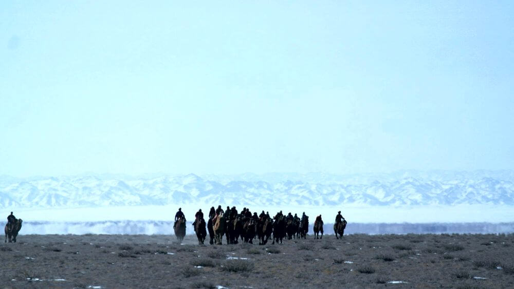 Camel Race Mongolia