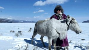 Reindeer Mongolia