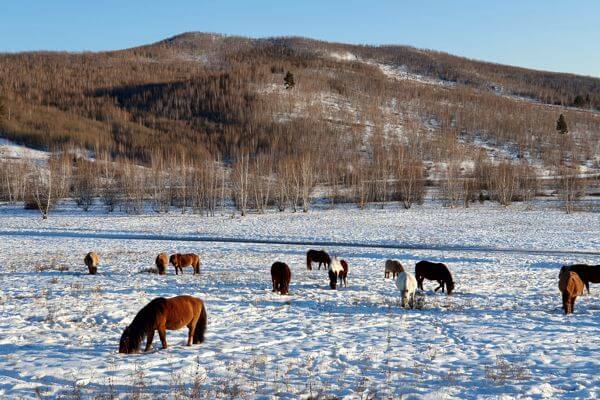 Horses in Winter