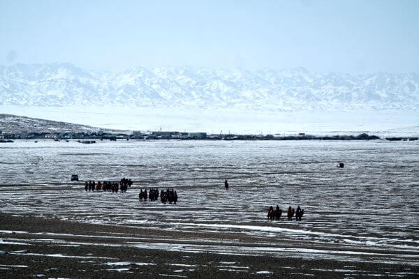 Camel Riding in Winter