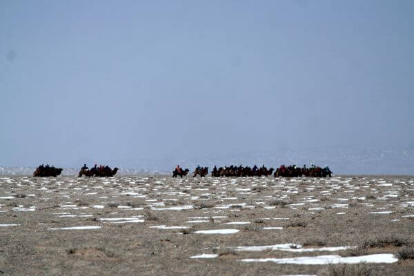 Camel Race