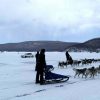 Dog Sledding Mongolia